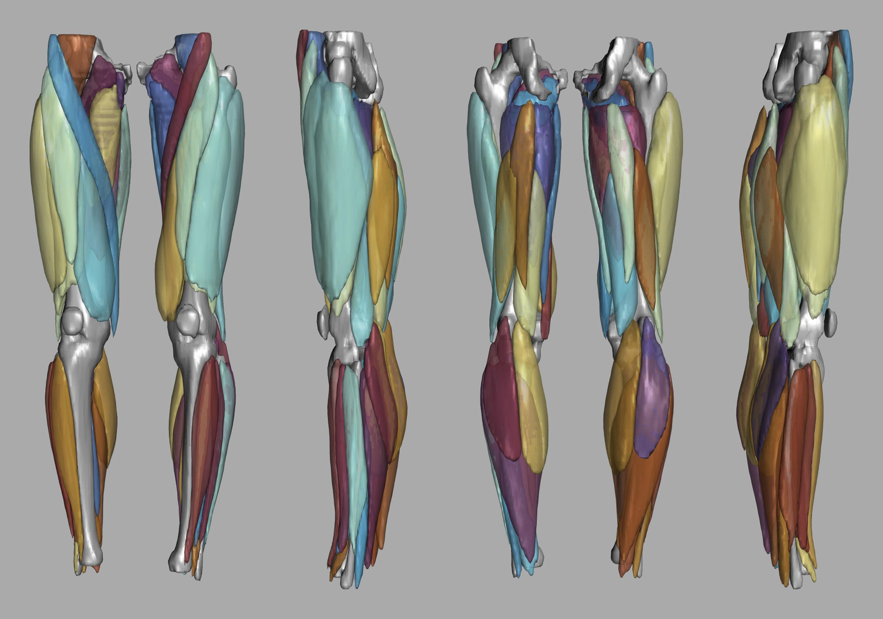 3D render of automated muscle segmentation labels generated using a CNN UNET.